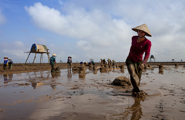 Oyster fields in northern beach